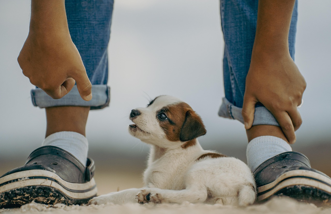 Come il mini robot dog può migliorare l'interazione familiare